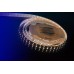 Светодиодная лента LUX DSG5120-24-RGB+WW-33 DesignLed