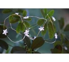 Гирлянда DEW DROP 411069 Eglo