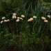 Грунтовый светильник  USL-S-832/PM030 FAIRY MUSHROOMS SET25 Uniel