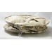 Торшер Cottonwood LSP-0503 Lussole LGO