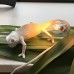 Бра Chameleon Lamp 15091 Seletti